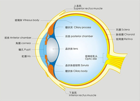 告訴你個(gè)“小秘密”：為什么眼睛不怕冷？